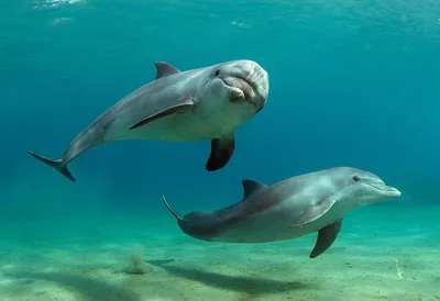 Всемирный день китов и дельфинов | МБС Мотыгинского района
