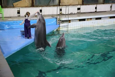 Росмолодёжь - 🎉🐬🐋Сегодня отмечается Всемирный день китов и дельфинов! ⠀  Учрежден праздник был в 1986 году, когда Международная китобойная комиссия,  после 200 лет беспощадного истребления, ввела запрет на китовый промысел. ⠀  В