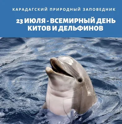 С территории ЕАЭС запретили вывоз китов и дельфинов | Ветеринария и жизнь