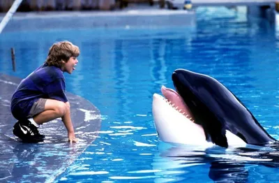 Викторина «Волшебный мир дельфинов и китов»