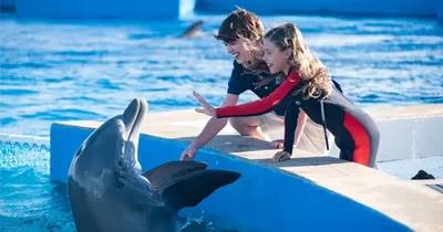Всемирный день китов и дельфинов пройдёт в Новороссийске при +30