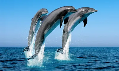 У дельфинов, работающих с людьми, обнаружили особенный акцент — Naked  Science