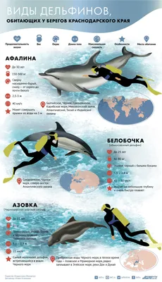 Какие виды дельфинов водятся в Черном море? Инфографика | ИНФОГРАФИКА | АиФ  Краснодар
