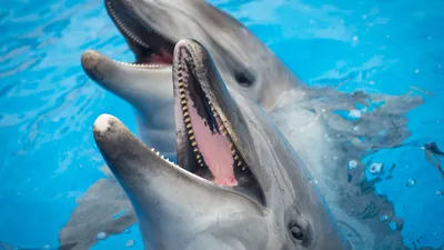 Случаи нападения дельфинов на людей участились в Японии - 01.08.2022,  Sputnik Кыргызстан