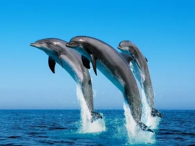 Антистресс. Дыхание дельфинов
