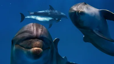 В Египте на берегу обнаружили 11 мертвых дельфинов - РИА Новости, 12.10.2020