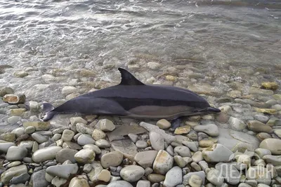 С начала года из-за траловых сетей в Краснодарском крае погибли 15 дельфинов  - Кубанские новости