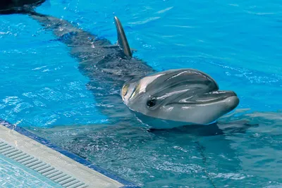 Примечания | Выбросившего дельфинов в море бизнесмена оштрафовали на 250  тыс руб