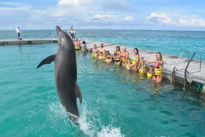 Доминикана - Остров Дельфинов | Турнавигатор