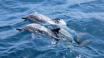 Все еще находятся в стадии эволюции: ученые обнаружили новый вид дельфинов  - МЕТА