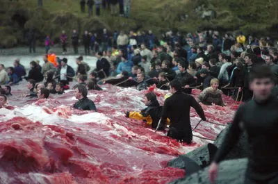 Остановите это безумие! В Дании вновь устроили массовый забой чёрных  дельфинов