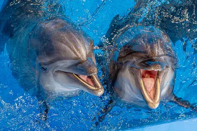 Дельфинов фотографии