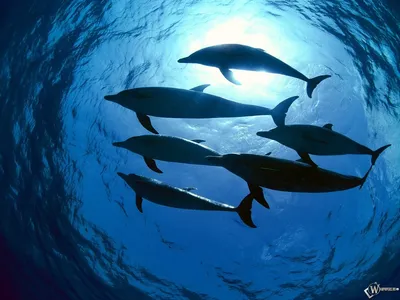 Дельфинов картинка #417449 - Скачать обои Стая дельфинов (Под водой,  Дельфины) для рабочего стола 1400х1050 (4:3) бесплатно, Фото Стая дельфинов  Под водой, Дельфины на рабочий стол. | WPAPERS.RU (Wallpapers). - скачать