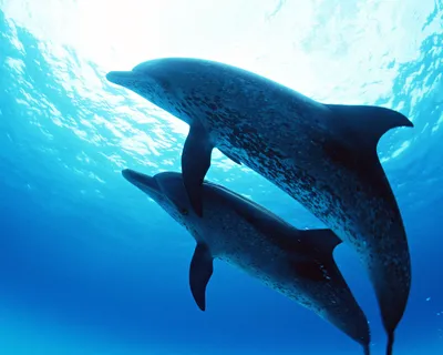 Фото пара дельфинов