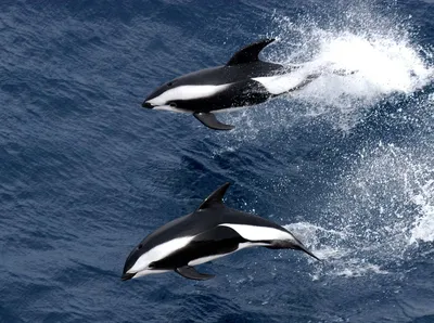 Фото дельфинов, дельфины