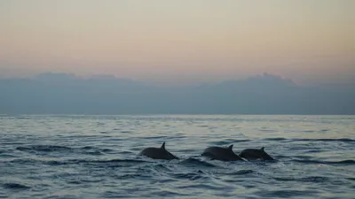 В Черном море заметили первых в этом году дельфинов. Фото - МЕТА