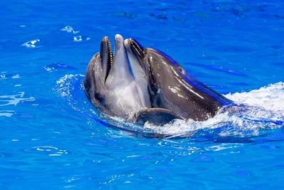 Госдума рассмотрит законопроект о запрете вылова дельфинов - KrasnodarMedia