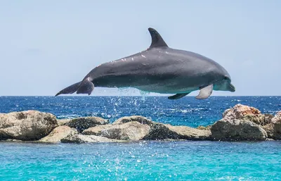Госдума приняла закон о запрете на промышленный вылов китов и дельфинов |  Ветеринария и жизнь