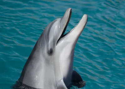 В Сочи впервые за четыре года зафиксирована массовая гибель дельфинов