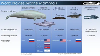 Американская разведка обвинила Россию в использовании «дрессированных  боевых дельфинов» для защиты военных баз в Чёрном море (фото) | Шарий.net