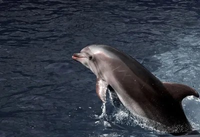 Экстремальное шумовое загрязнение губит дельфинов?