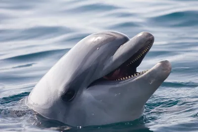 Минкультуры не поддержало запрет на вылов дельфинов в  культурно-просветительских целях | Ветеринария и жизнь