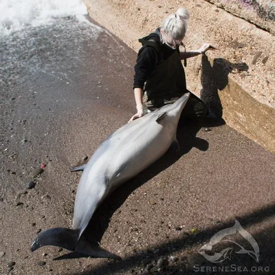 На берег Черного моря выбросились 127 дельфинов, среди которых беременные  самки - KP.RU
