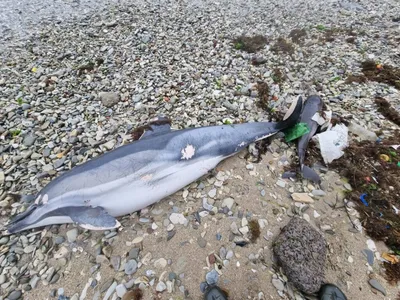 Новороссийцы нашли на берегу моря тела 4 дельфинов