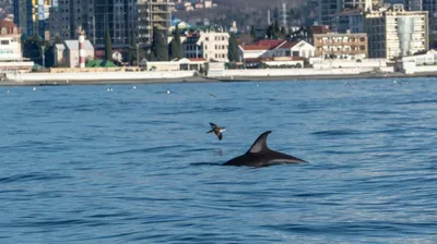 Ученый подтвердил возможность выпуска дельфинов в море после трех лет в  неволе - «Экология России»