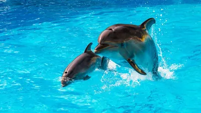 У краснокнижных дельфинов в неволе родились дети - РИА Новости Крым,  28.08.2021