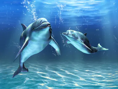 Обои Животные Дельфины, обои для рабочего стола, фотографии животные,  дельфины, море Обои для рабочего стола, скачать обои картинки заставки на рабочий  стол.