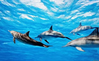 Фотографии Дельфины Подводный мир две Вода Животные 1920x1080