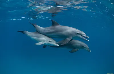 Обои на рабочий стол Пара дельфинов резвящихся в воде, обои для рабочего  стола, скачать обои, обои бесплатно