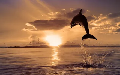Картинка Дельфины Море Природа Небо Волны Облака Животные 3840x2400