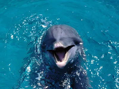 Картинки Дельфины Подводный мир животное 1920x1080