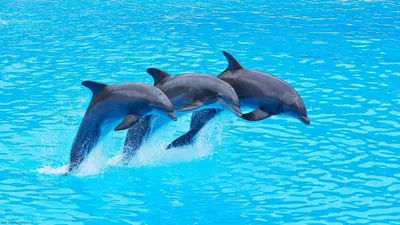 Обои дельфин, улыбка, вода, бассейн картинки на рабочий стол, фото скачать  бесплатно