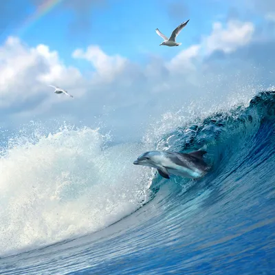 Дельфин в море рисунок - 65 фото