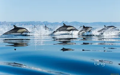 Картинка Дельфины Море животное 1920x1080