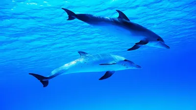 Скачать обои море, рыбы, дельфин, подводный мир, sea разрешение 1024x600  #150594