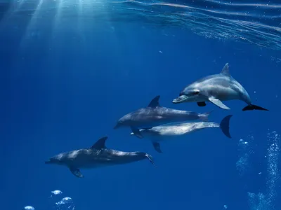 Обои дельфины, море, брызги, волны картинки на рабочий стол, фото скачать  бесплатно