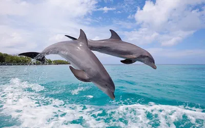 Фотография Дельфины Подводный мир Животные