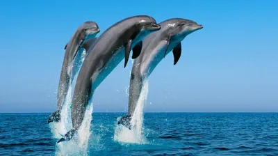 Обои Животные Дельфины, обои для рабочего стола, фотографии животные,  дельфины, вода, дельфин Обои для рабочего стола, скачать обои картинки  заставки на рабочий стол.