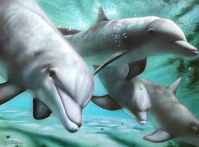 Bottlenose Dolphin Wallpapers - Wallpaper Cave