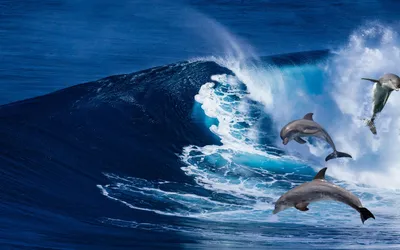 Обои Животные Дельфины, обои для рабочего стола, фотографии животные,  дельфины, вода, море Обои для рабочего стола, скачать обои картинки  заставки на рабочий стол.