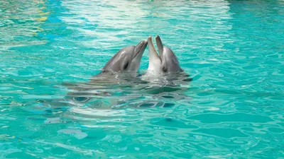 Скачать обои Дельфины, Волна, Море в разрешении 2560x1600 на рабочий стол