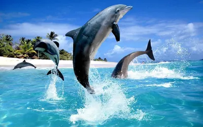 Обои подводный мир, дельфины на рабочий стол