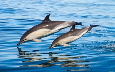 Скачать обои Подводный мир Belinda Leigh, дельфины, семья на рабочий стол  800x600