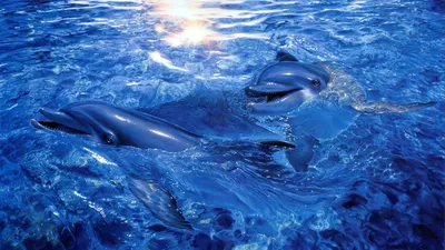 Скачать обои Дельфины выпрыгивают из воды на рабочий стол из раздела  картинок Рыбы