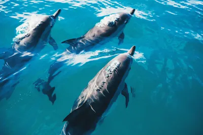 Дельфины красивые фото фотографии