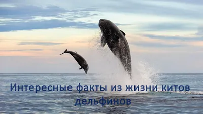 Картинки дельфины, море, красиво, фото, позитив - обои 1920x1080, картинка  №180521